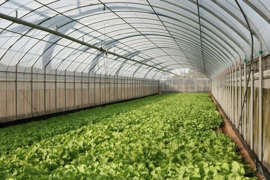 Rows of lettuce growing beneath greenhouse irrigation piping